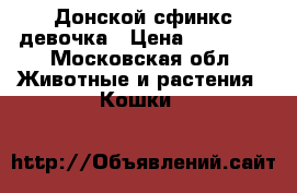 Донской сфинкс девочка › Цена ­ 15 000 - Московская обл. Животные и растения » Кошки   